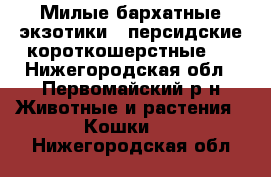 Милые бархатные экзотики ( персидские короткошерстные ) - Нижегородская обл., Первомайский р-н Животные и растения » Кошки   . Нижегородская обл.